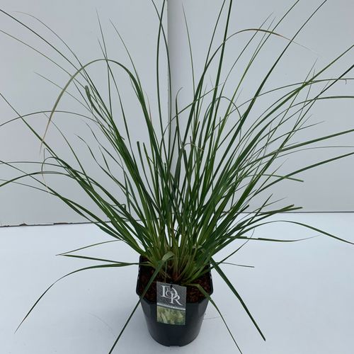 Cortaderia sell. 'Pumila' p23 Cammeraat