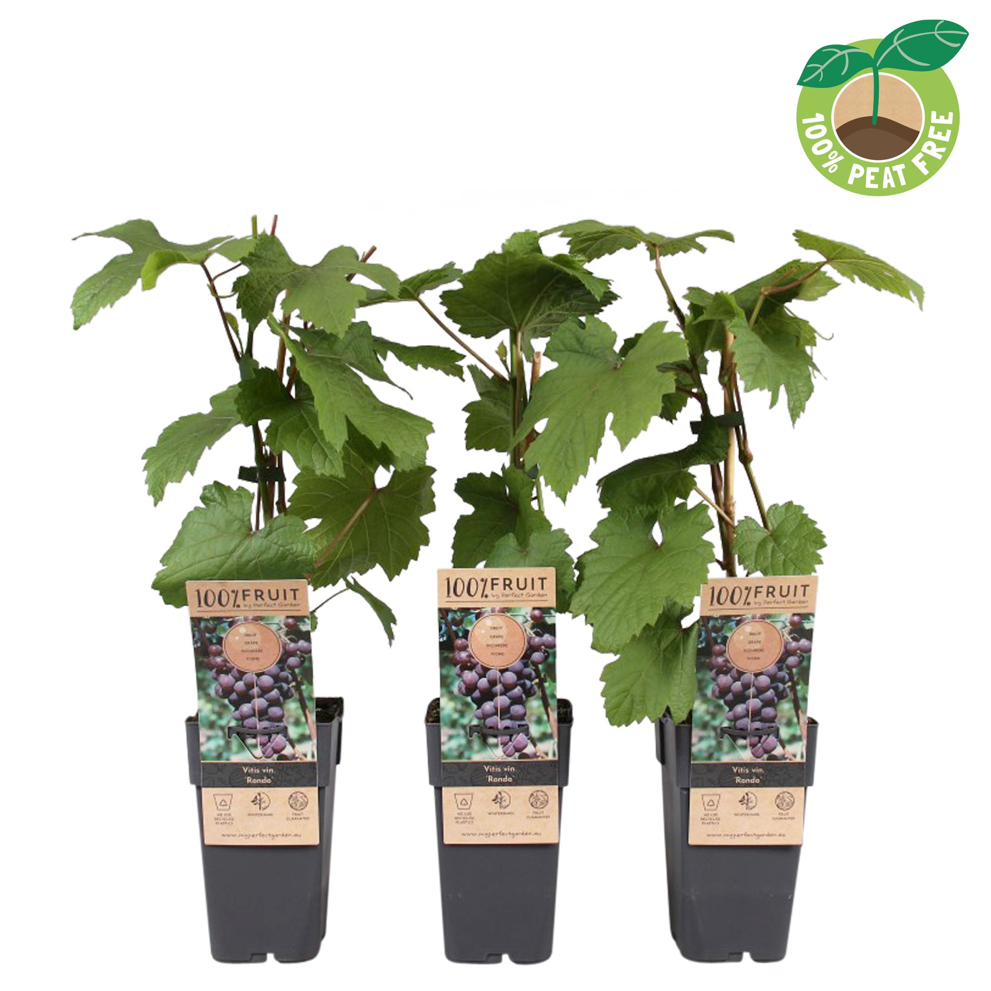 Picture of Vitis vinifera Rondo P15 (2 Ltr/high)