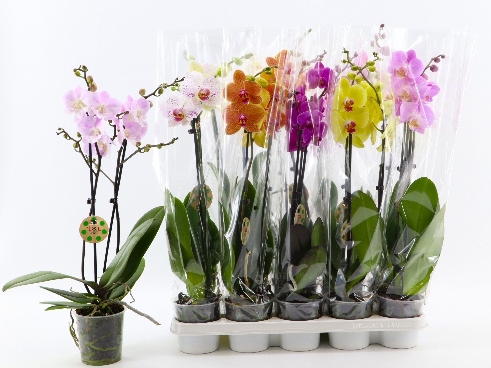 Phal Gem 8 Kl 12Ø 60cm