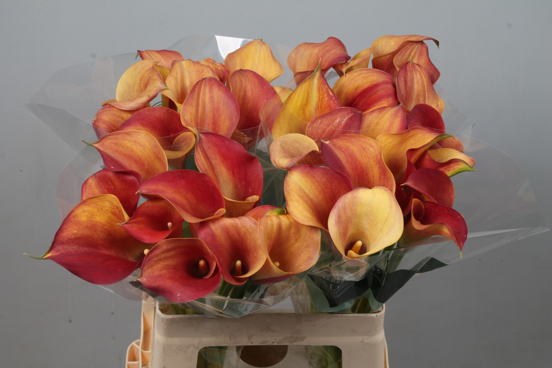 Calla Capt Trinity 60cm