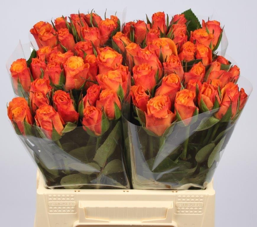 Rosa Confidential 40cm