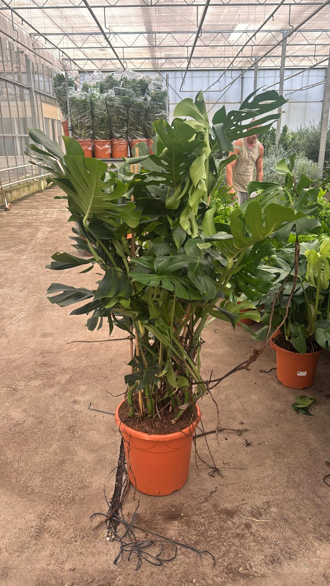 Monstera Deliciosa 45Ø 160cm