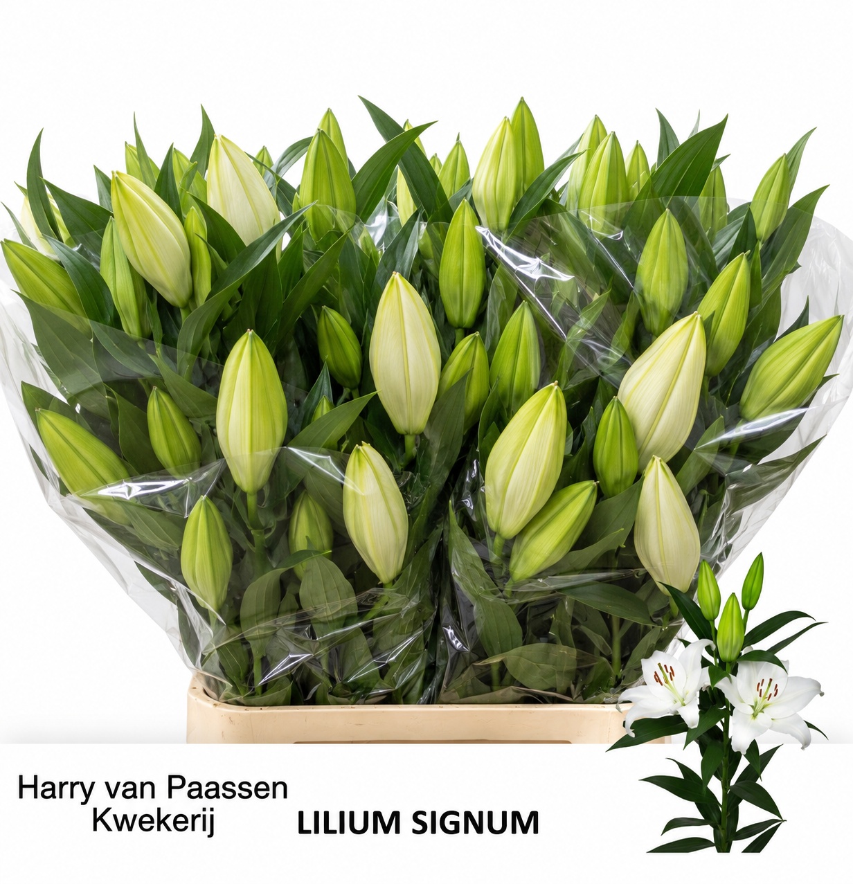 Lilium Or Signum 100cm 4/6bl