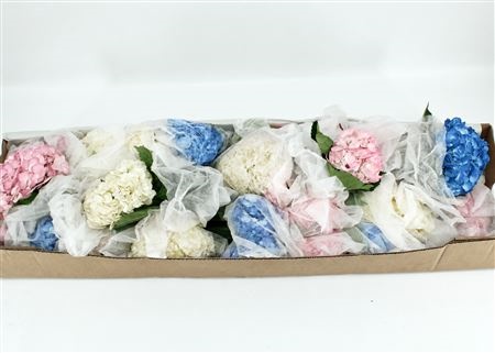Hydrangea 60cm 16Ø