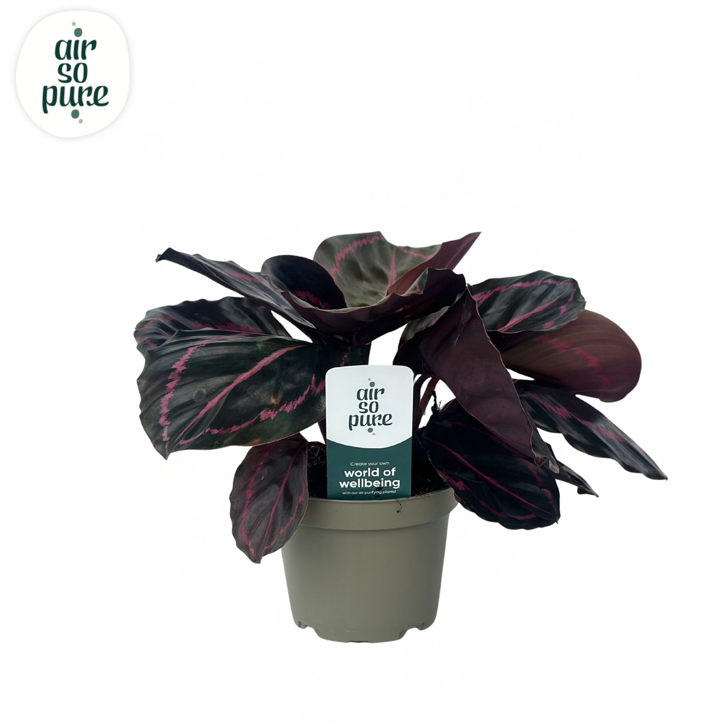 Calathea Dottie Air So Pure