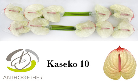 Anth A Kaseko