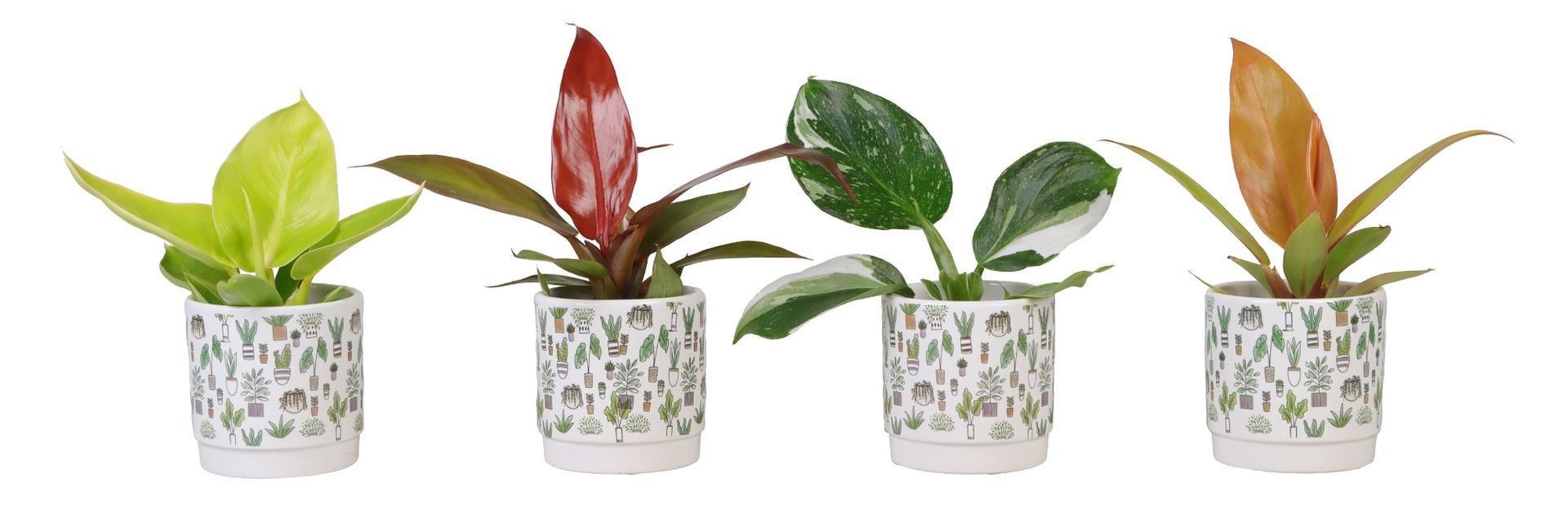 Philodendron L 66285 Philodendron Mix