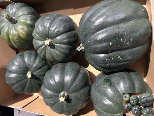 Cucurbita