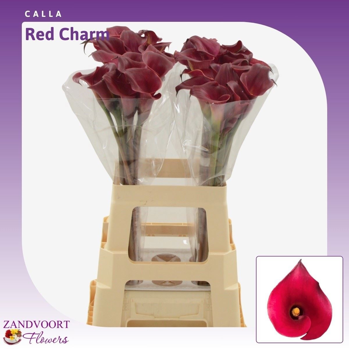 Calla Red Charm 65cm