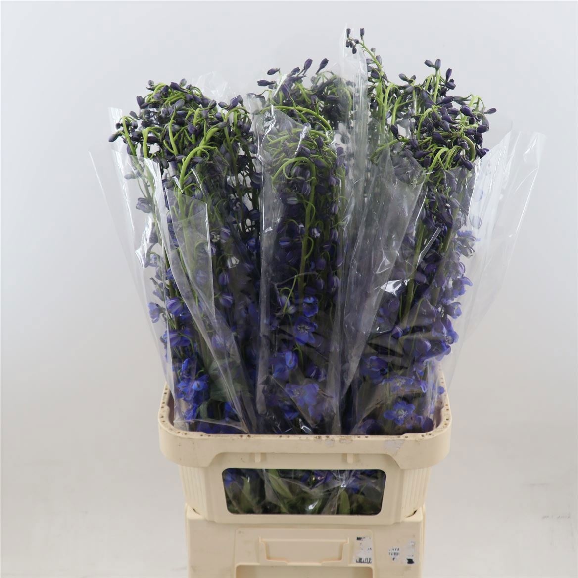 Delphinium Single Sea Waltz 100cm