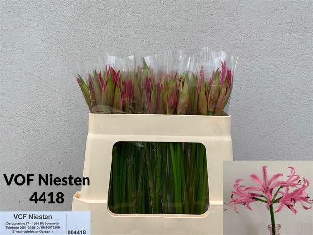 Nerine Favoriet 50cm