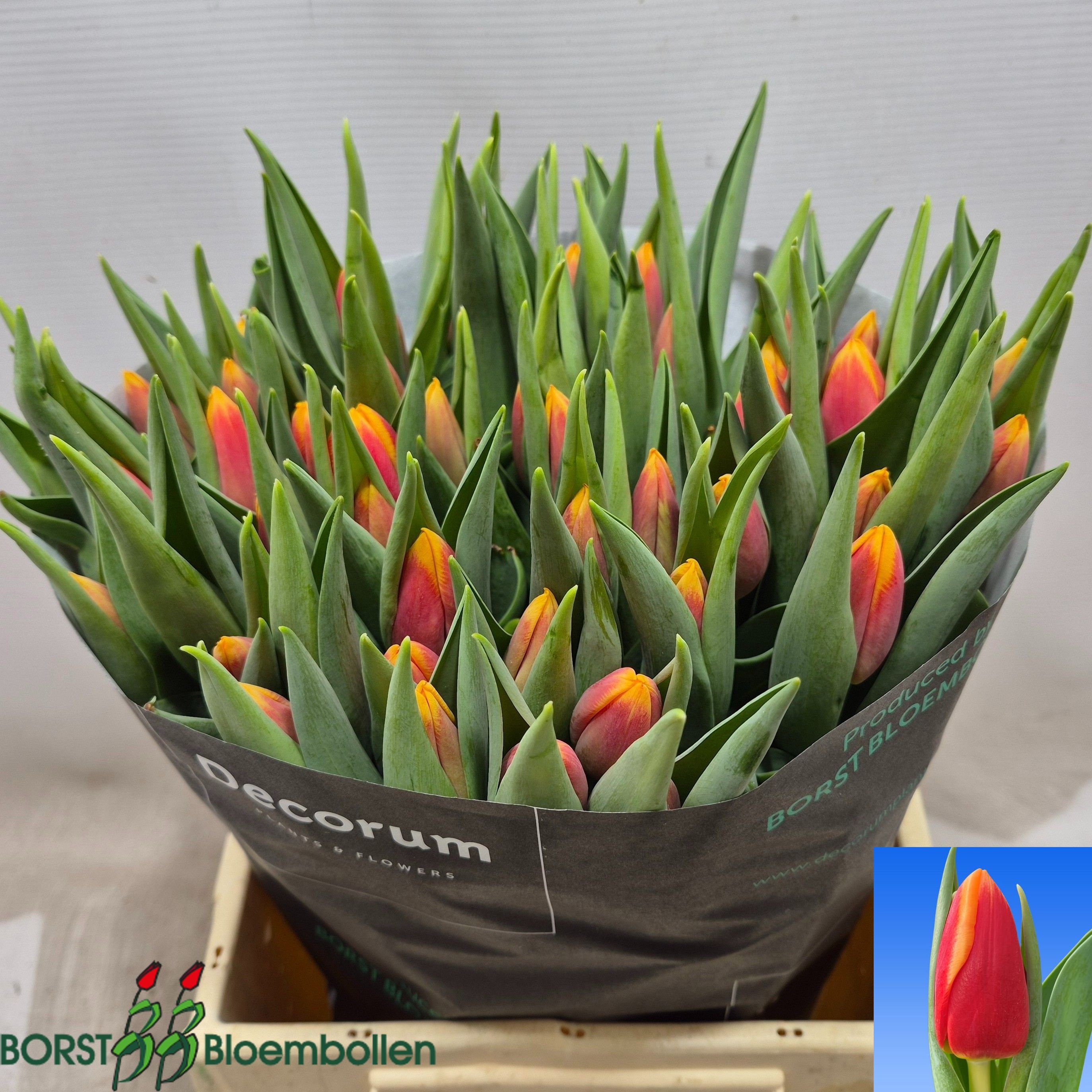 Tulipa Spirit 42cm 42gram