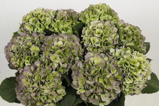 Hydrangea Verena Classic Blue 60cm 20Ø