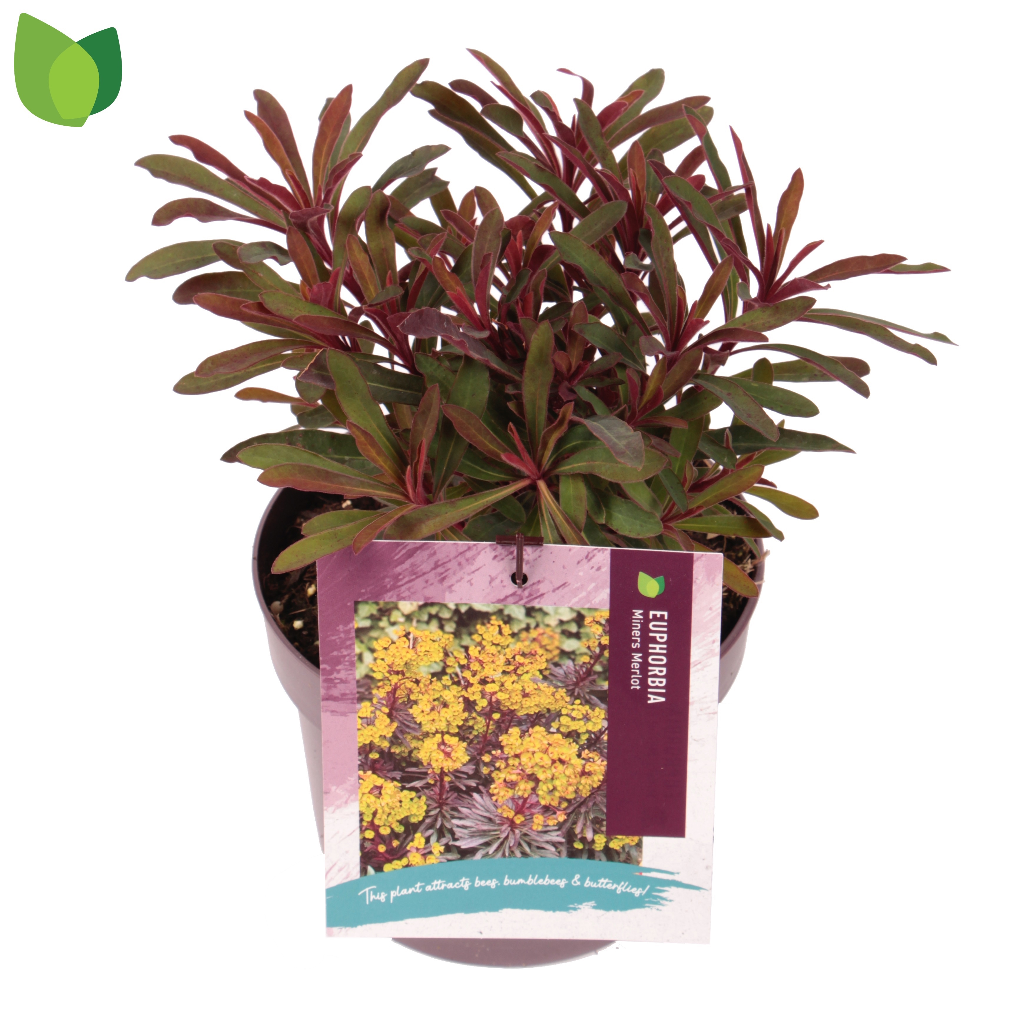 Euphorbia Miner's Merlot ('KMMM024')