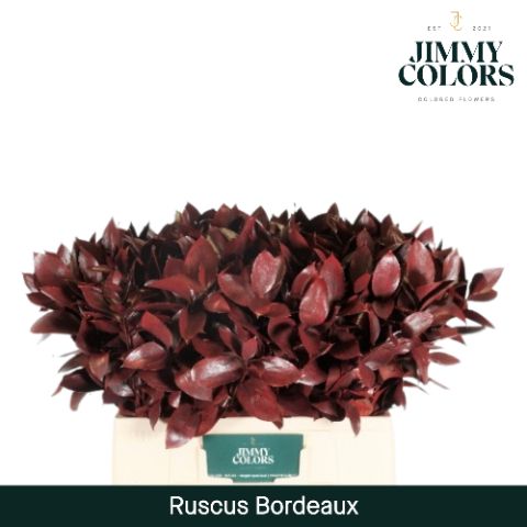 Ruscus L60 Bordeaux