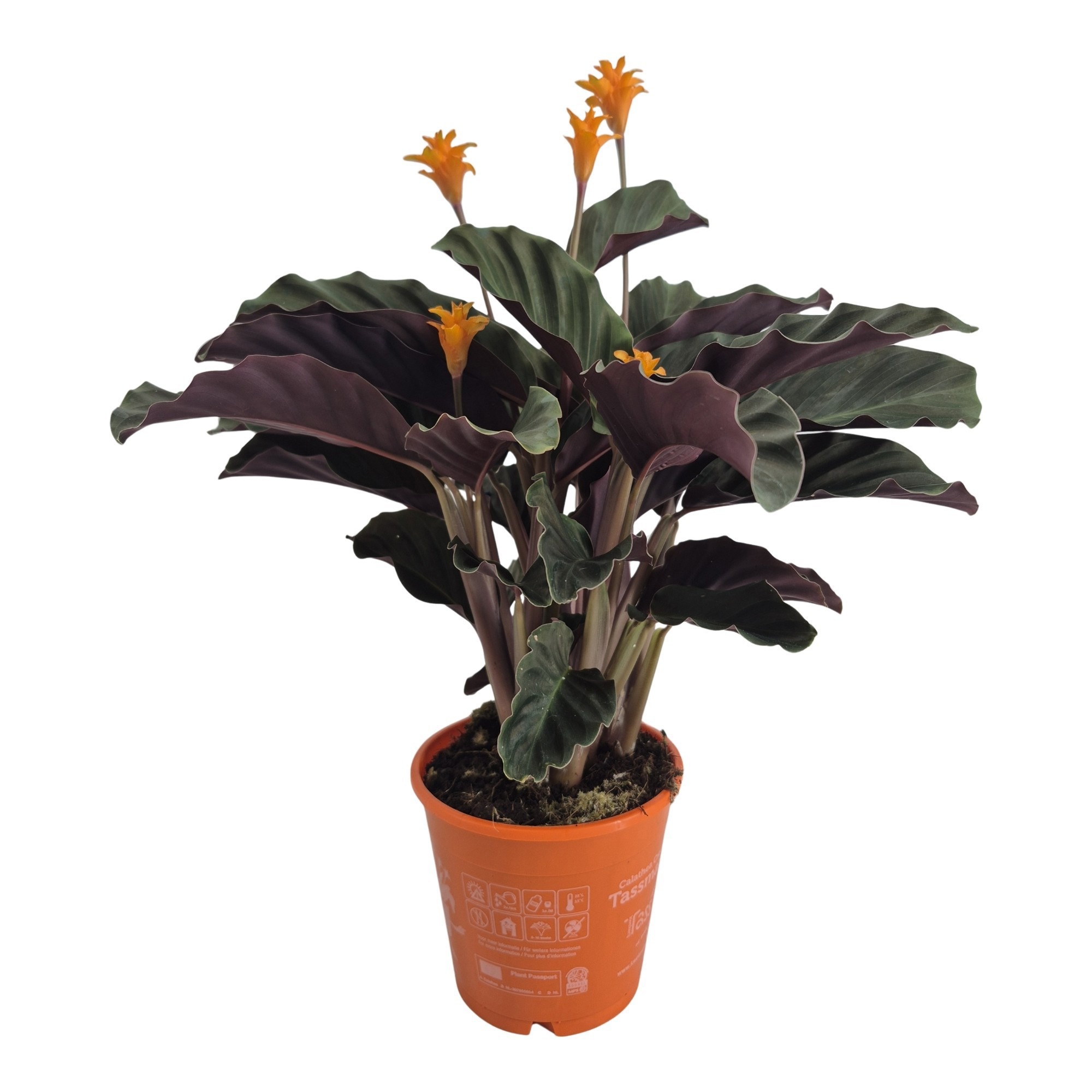 Calathea crocata 'Tassmania' 5-6 bl in oranje pot