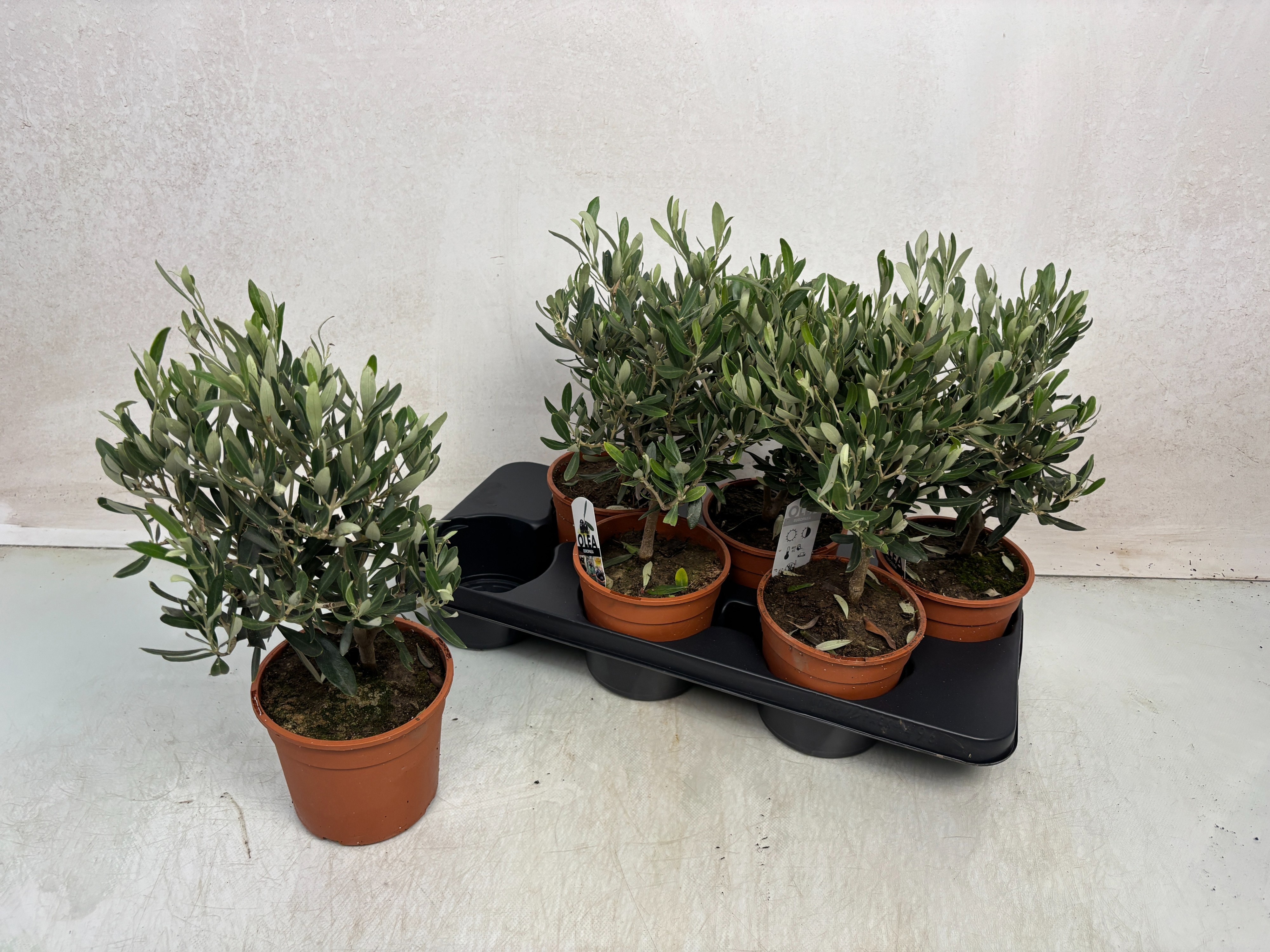 Olea Europaea 15Ø 38cm