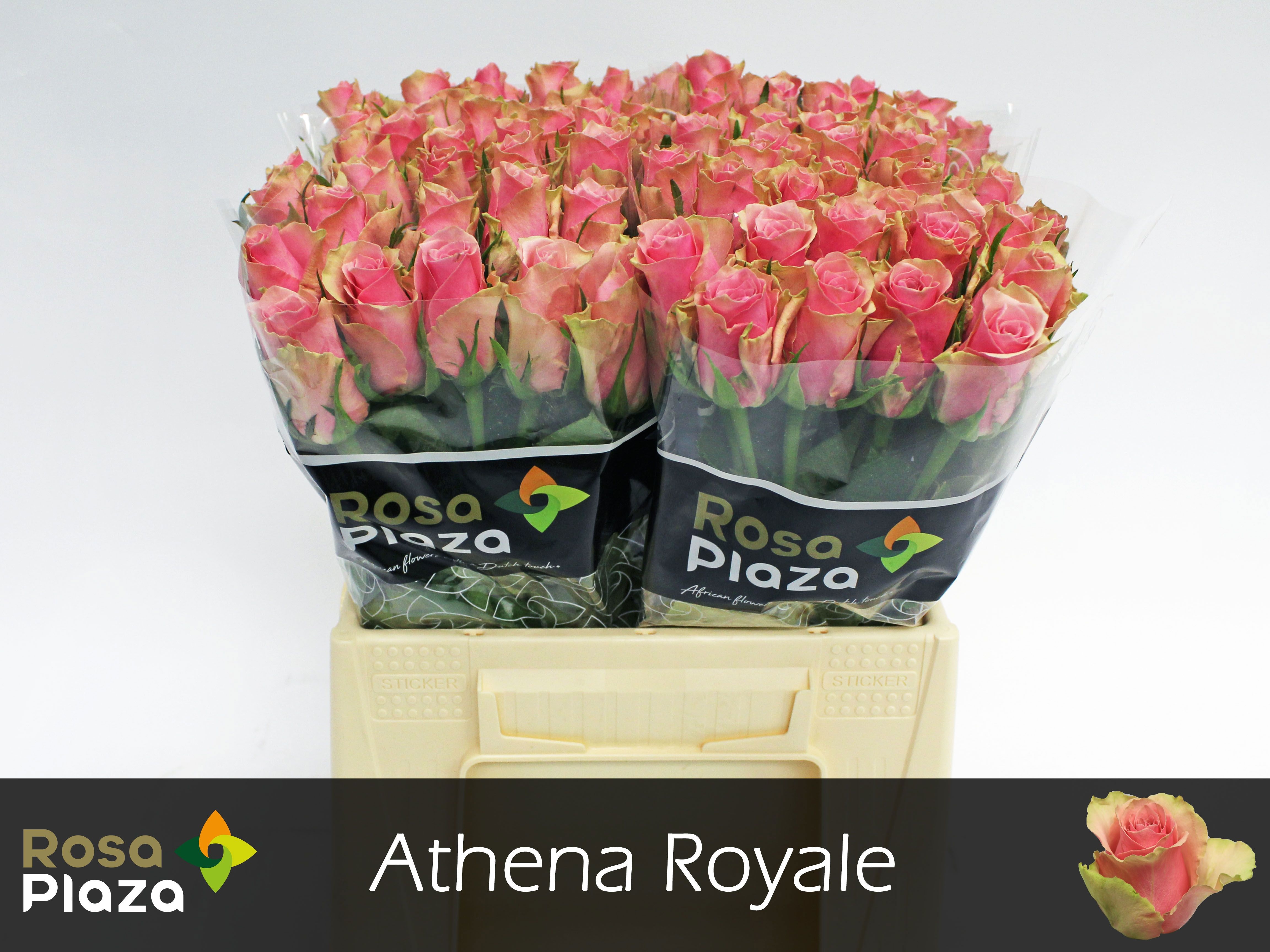 R Gr Athena Royale
