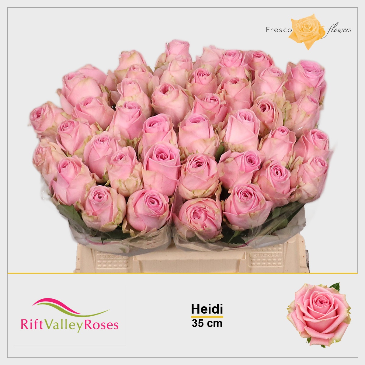 Rosa Heidi! 35cm