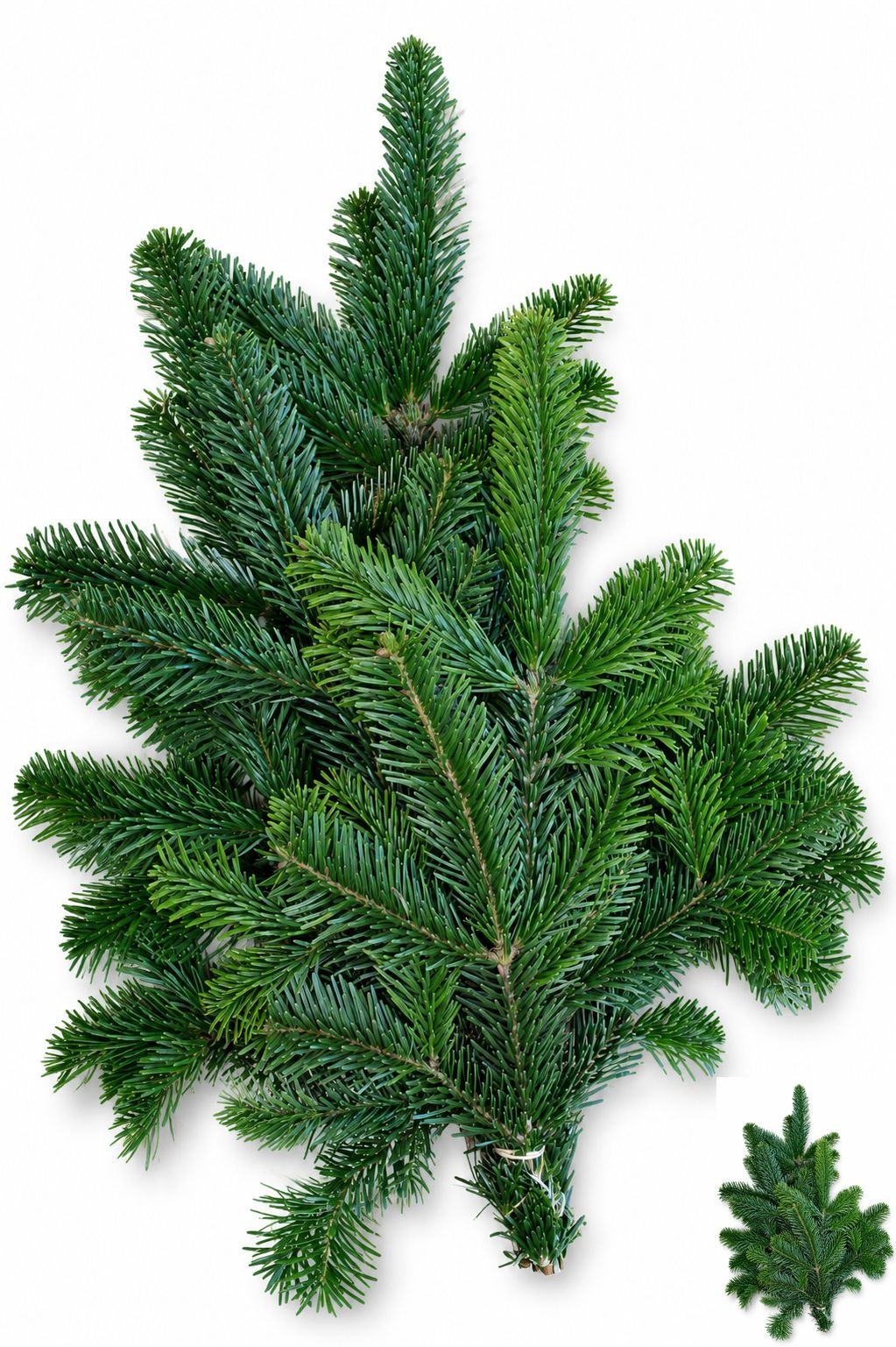 Abies Nordmanniana B