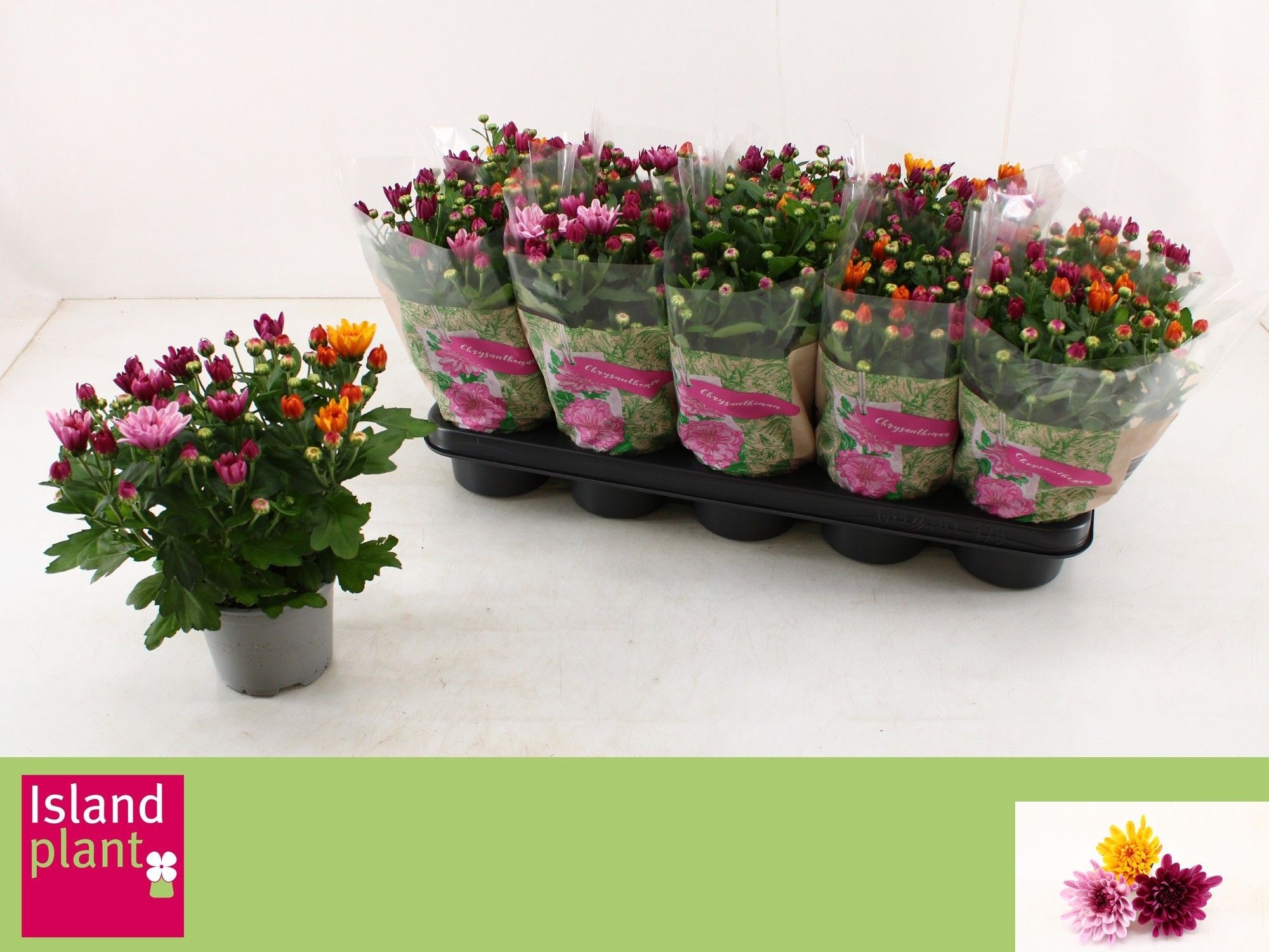 Chrys Mo Aub Gem Pot 12Ø 26cm