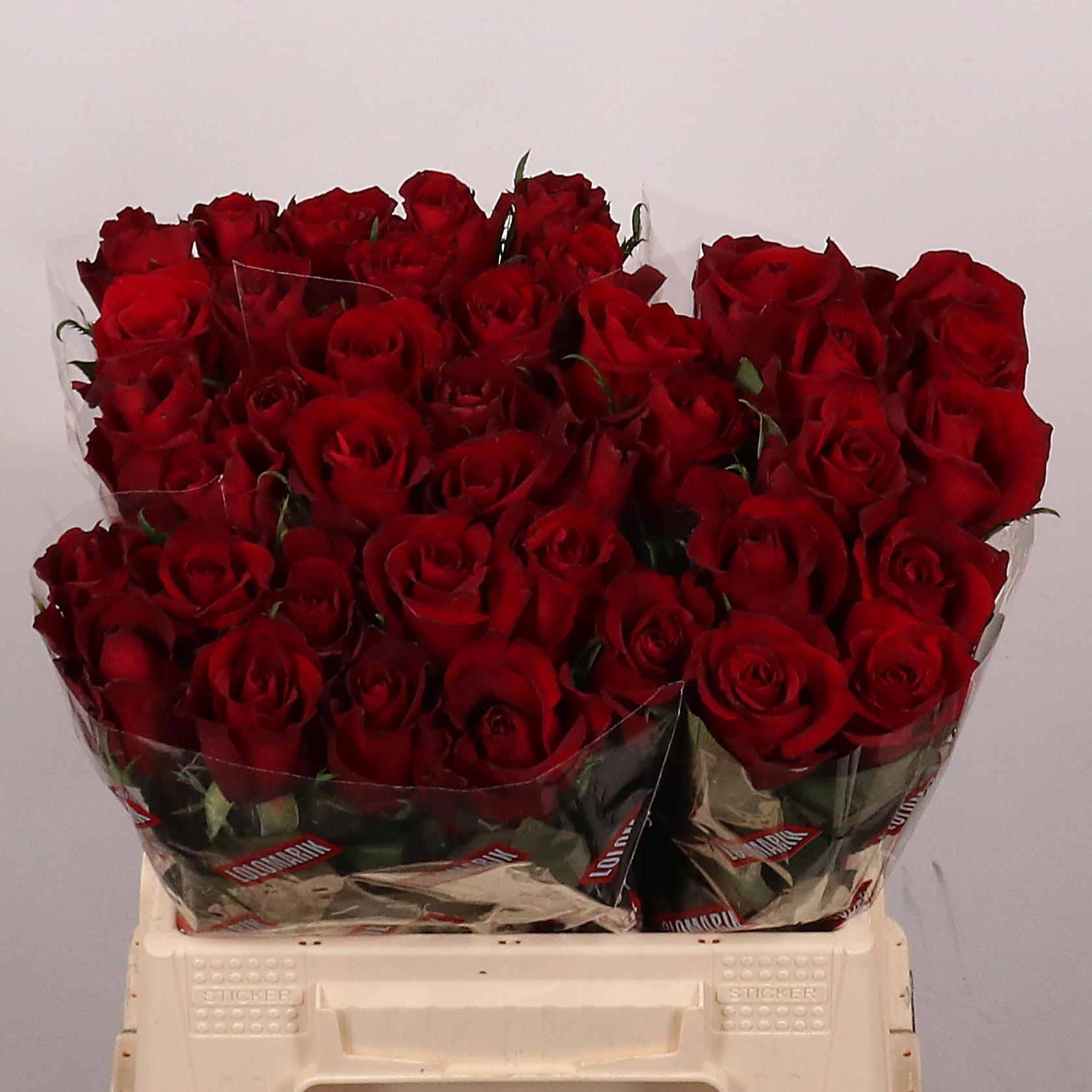Rosa Ever Red 40cm