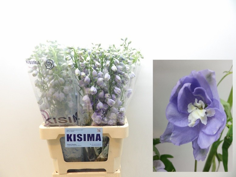 Delphinium Magic Fount La 70cm