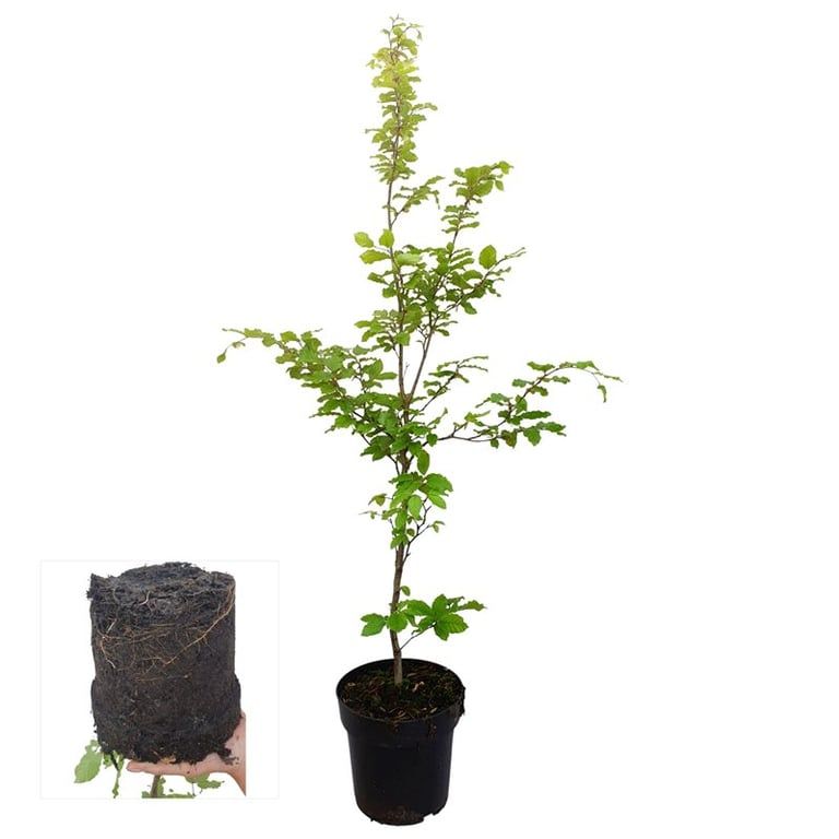 Fagus sylvatica