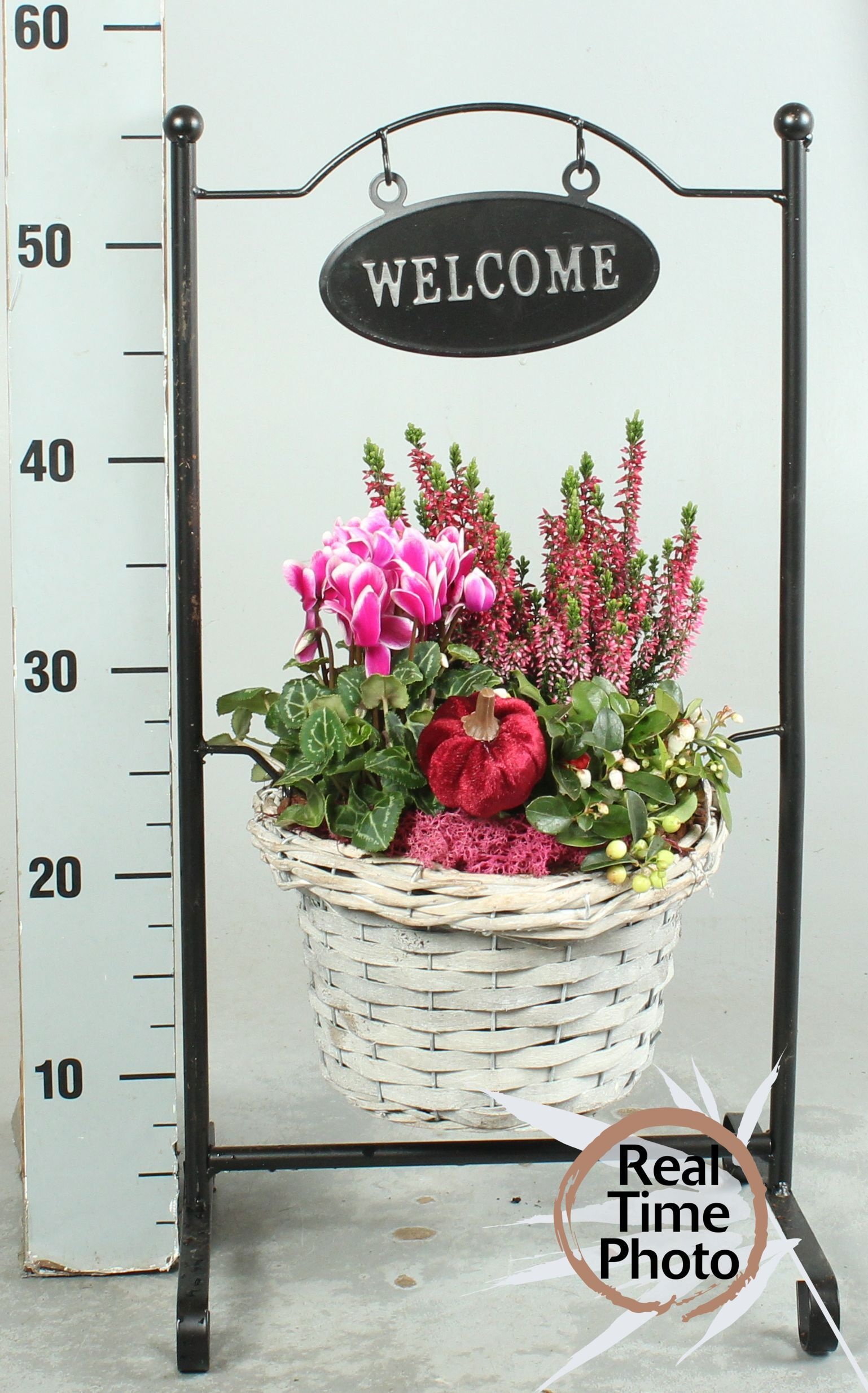 Arr Tuinplanten H% 30P 65cm