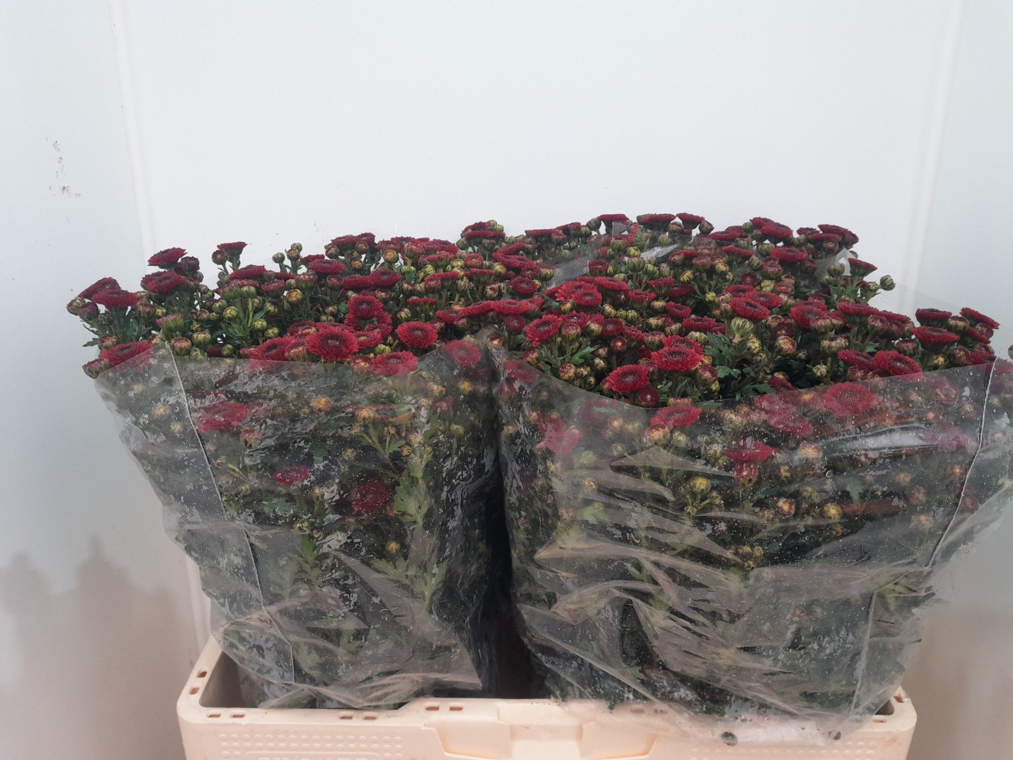 Chrys Santini Calimero Red 55cm 100Ø