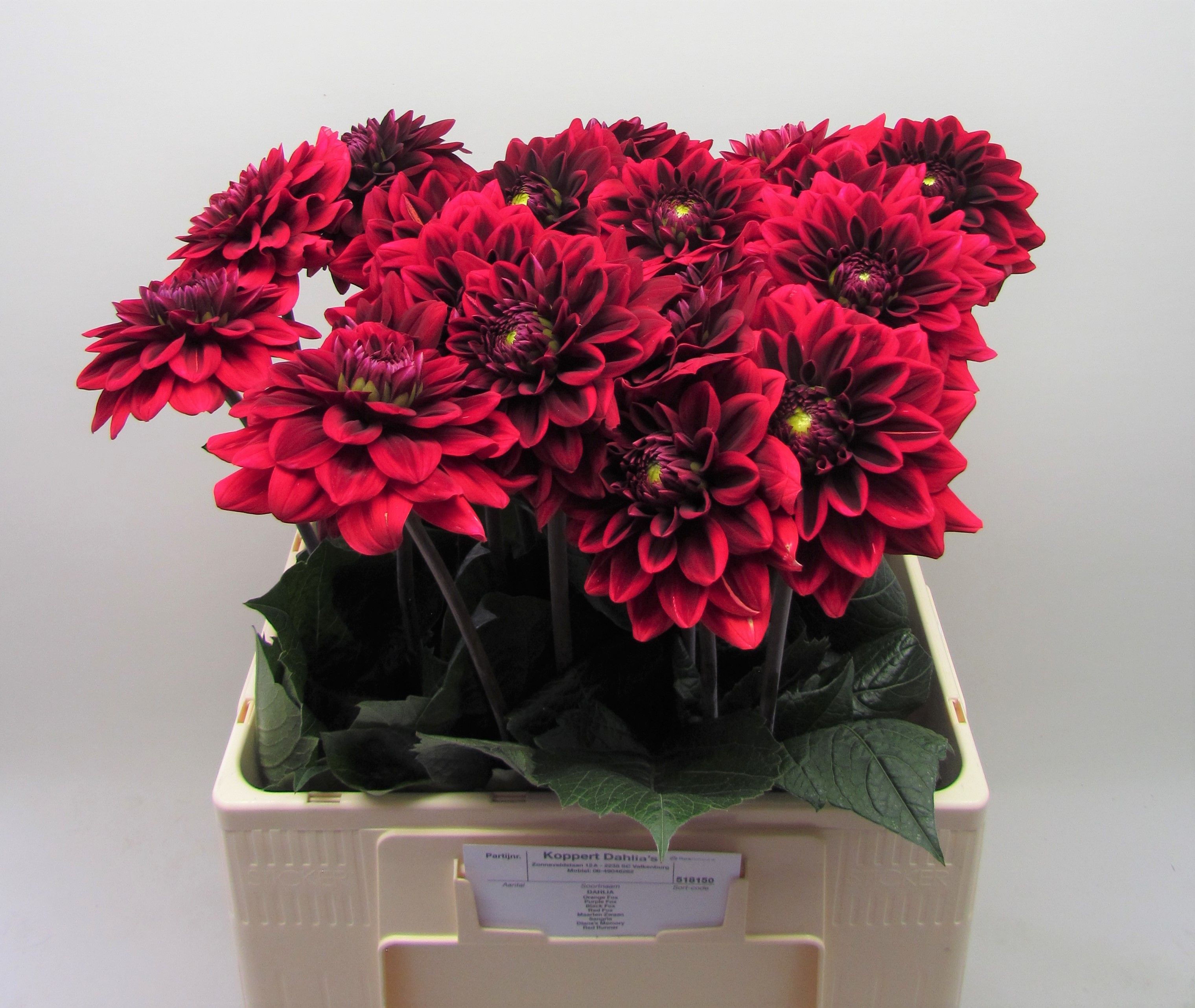 Dahl Red Runner