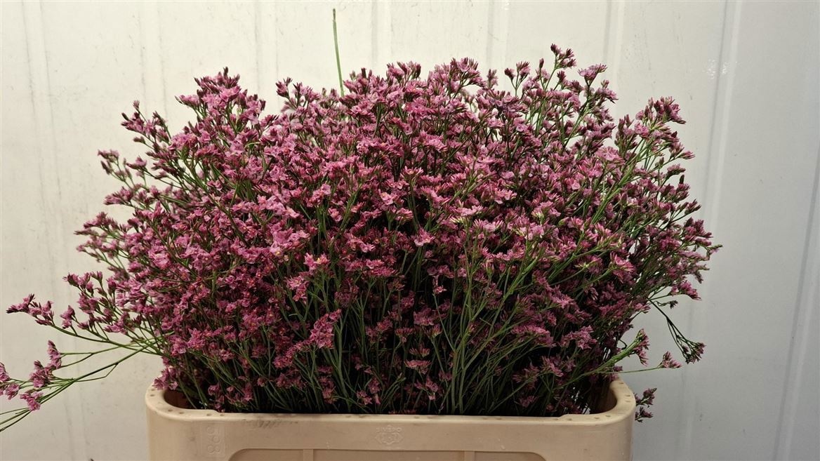 Lim Sin Sen Pinkini 80cm 50gram