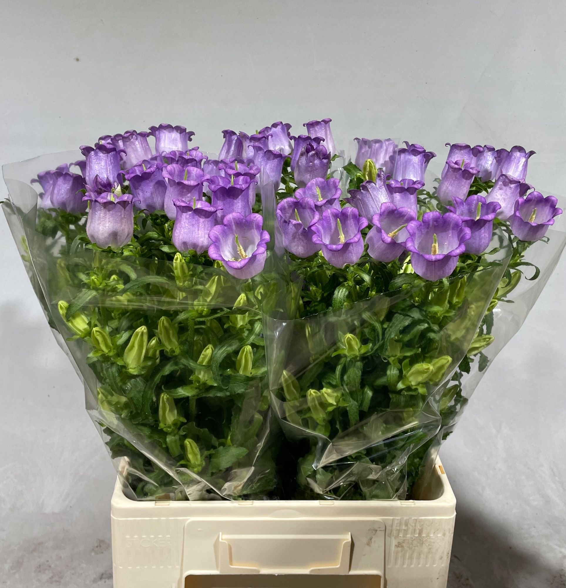 Campanula Medium Champion Lavender 60cm