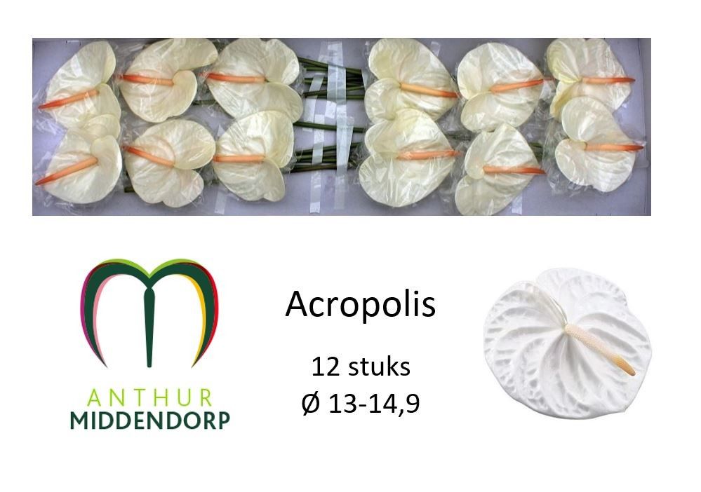 Anth A Acropolis