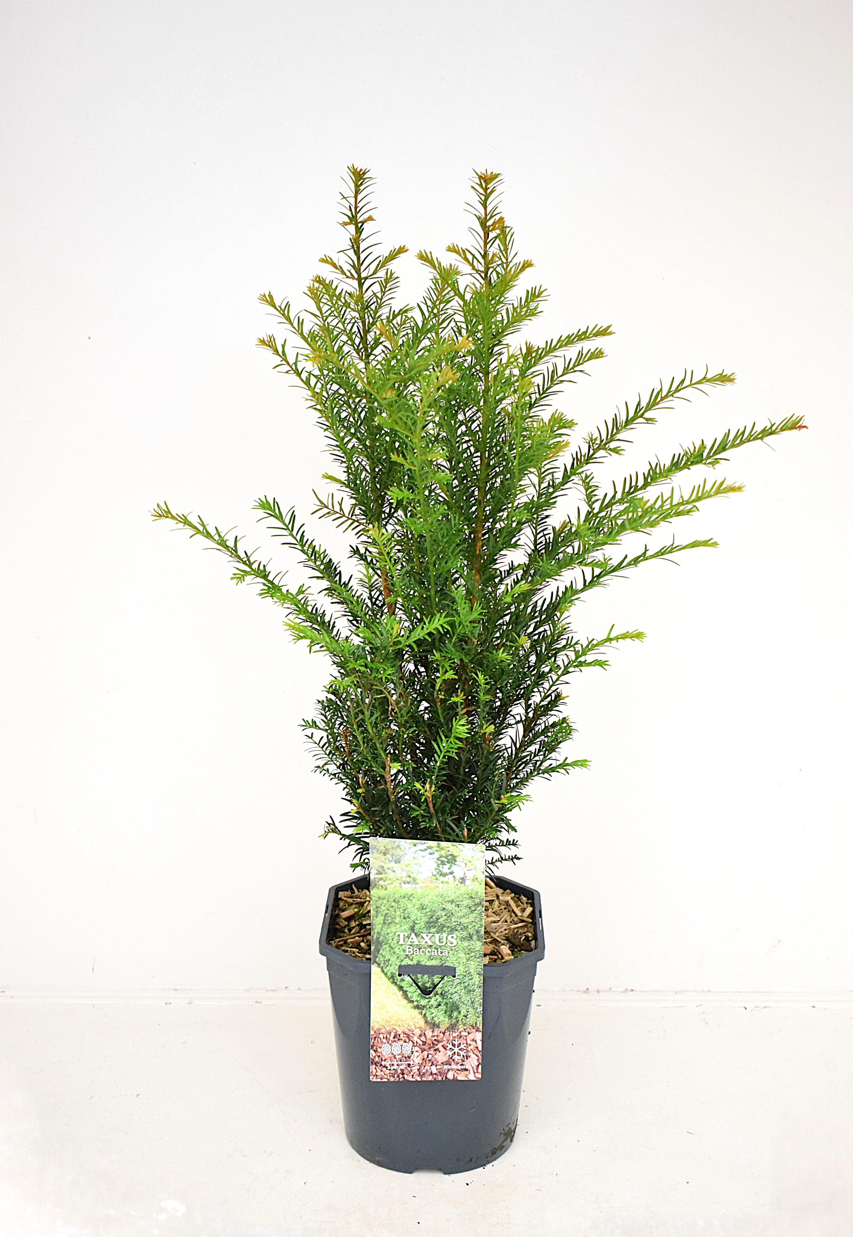 Picture of Taxus baccata P19 (3Ltr)SQUARE 60/80 (LOOSE)