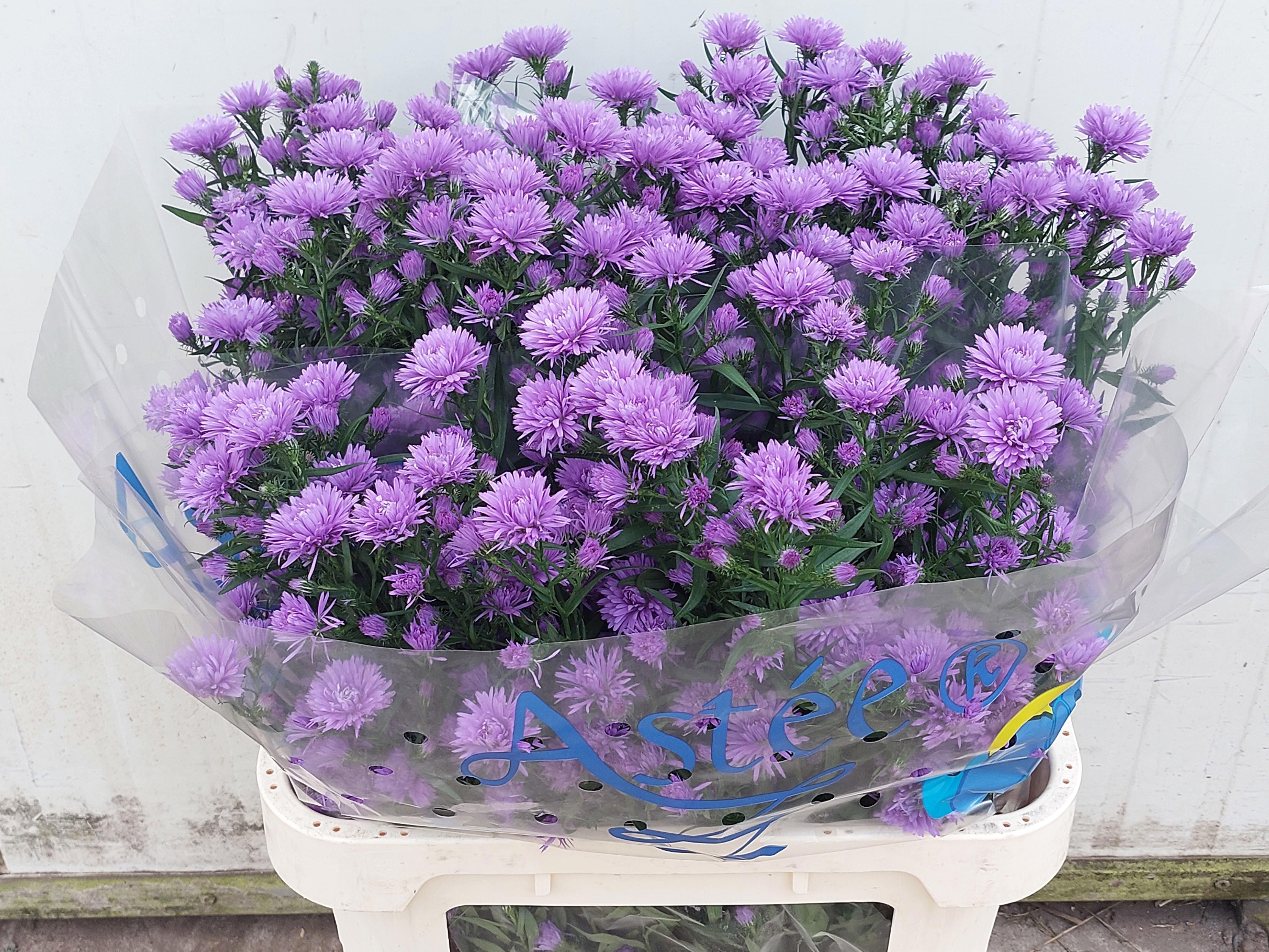 Aster Astee Dark Milka 80cm 40gram