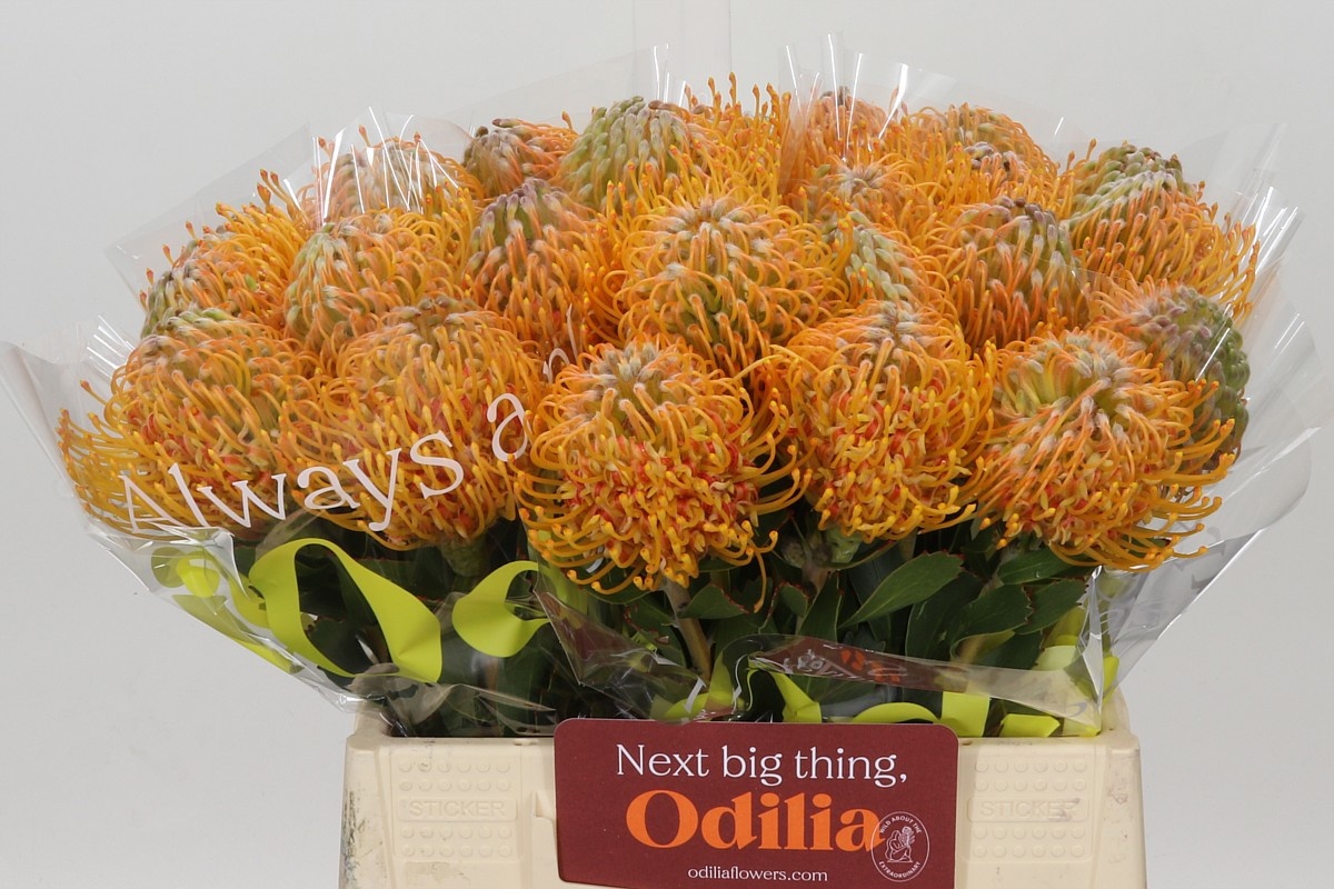 Leuco Soleil