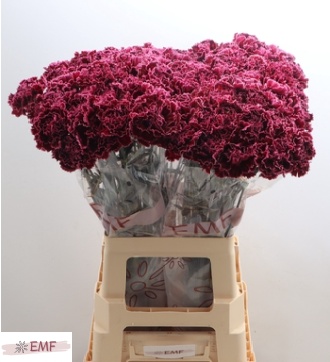 Dianthus St Nob Burgundy 70cm