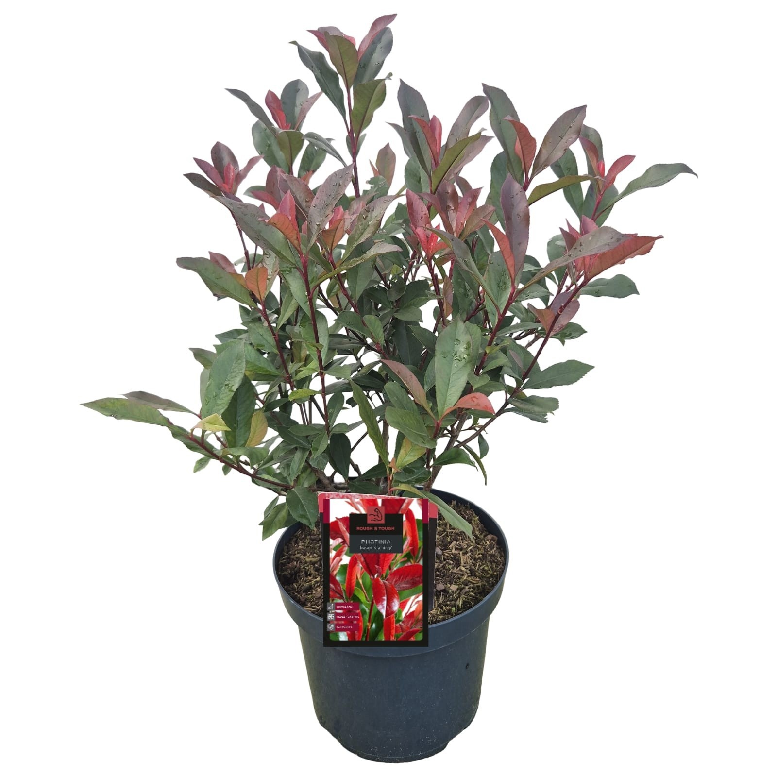 Photinia fraseri 'Camilvy'