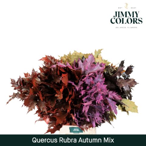 Quercus Rubra L80 Autumn Mix