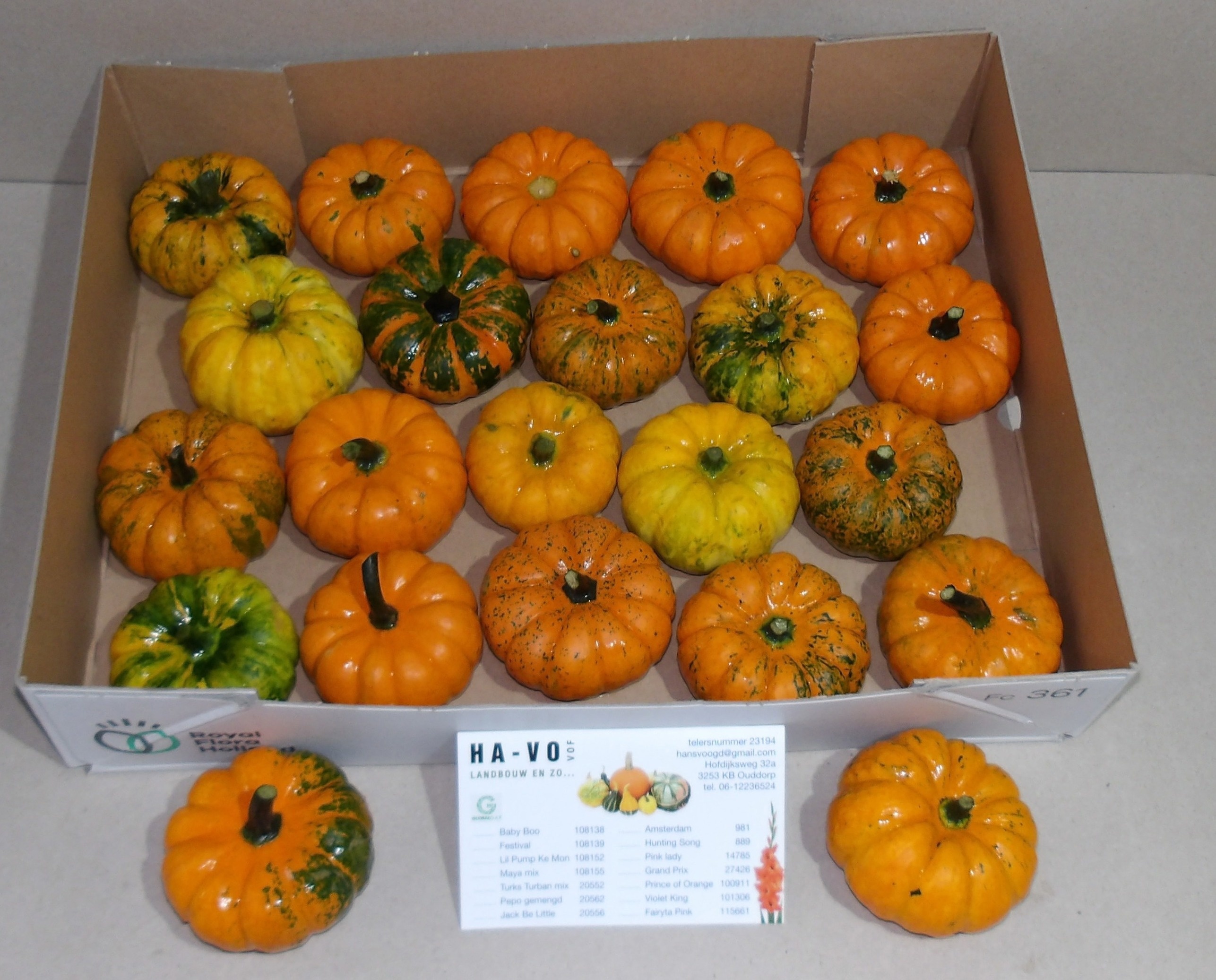 Cucurbita Jack Be Little