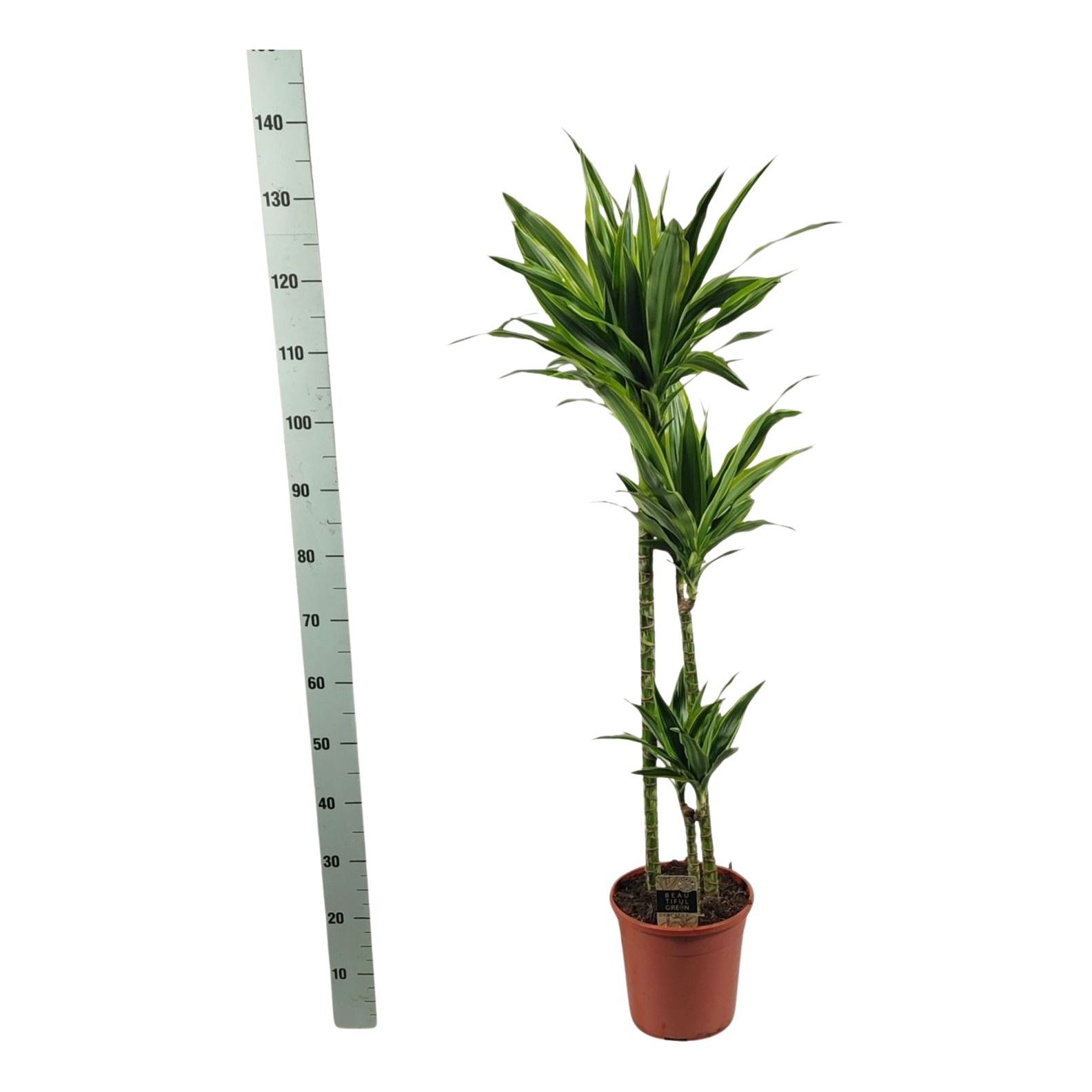 Dra De Lemon Lime 24P 140H 3stek 2kop