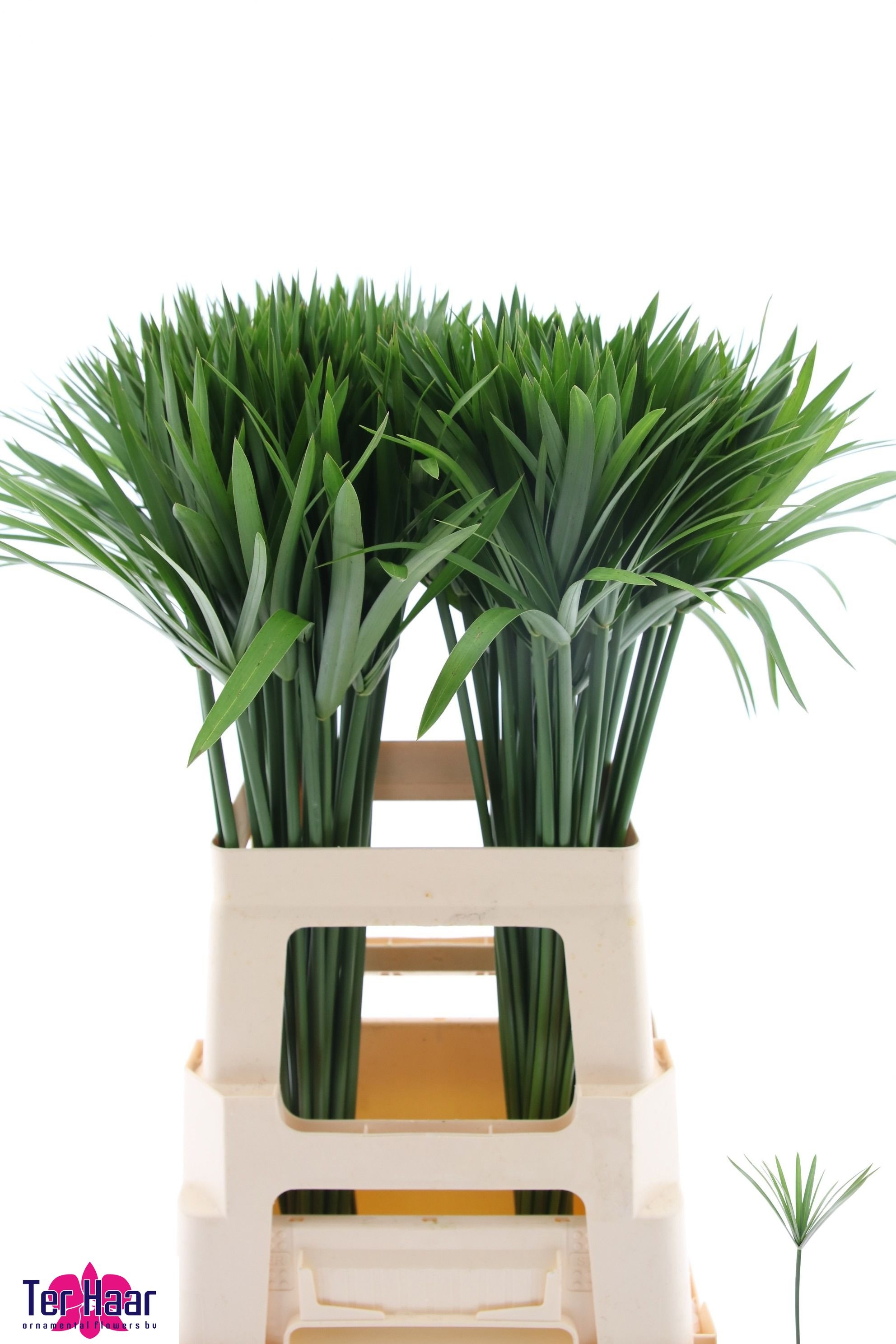 Decogroen Groot Blad