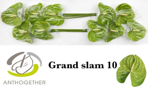 Anth A Grand Slam
