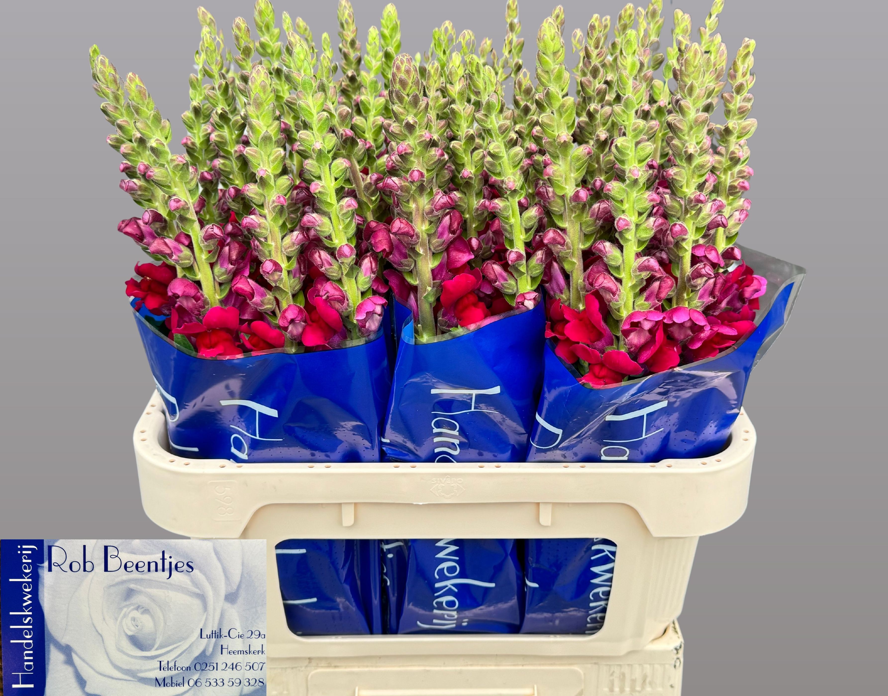 Antirrhinum Poto Red 70cm
