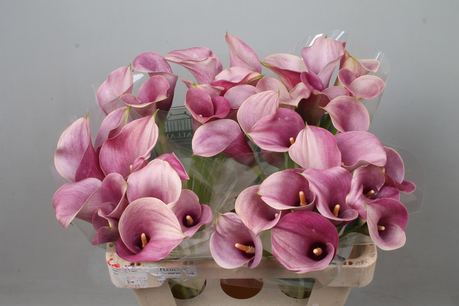 Calla Capt Romance 55cm