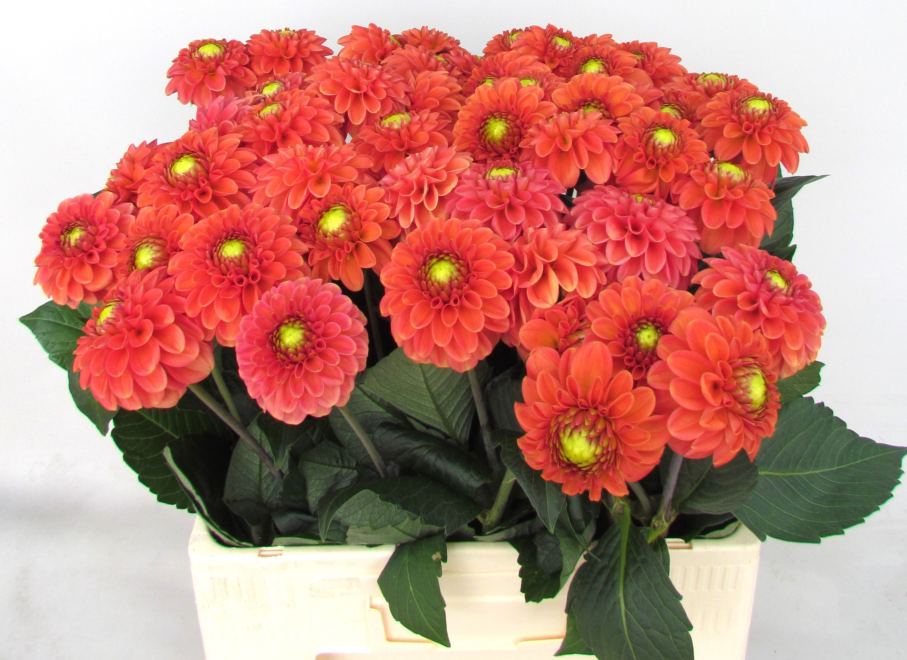 Dahl Bright Orange