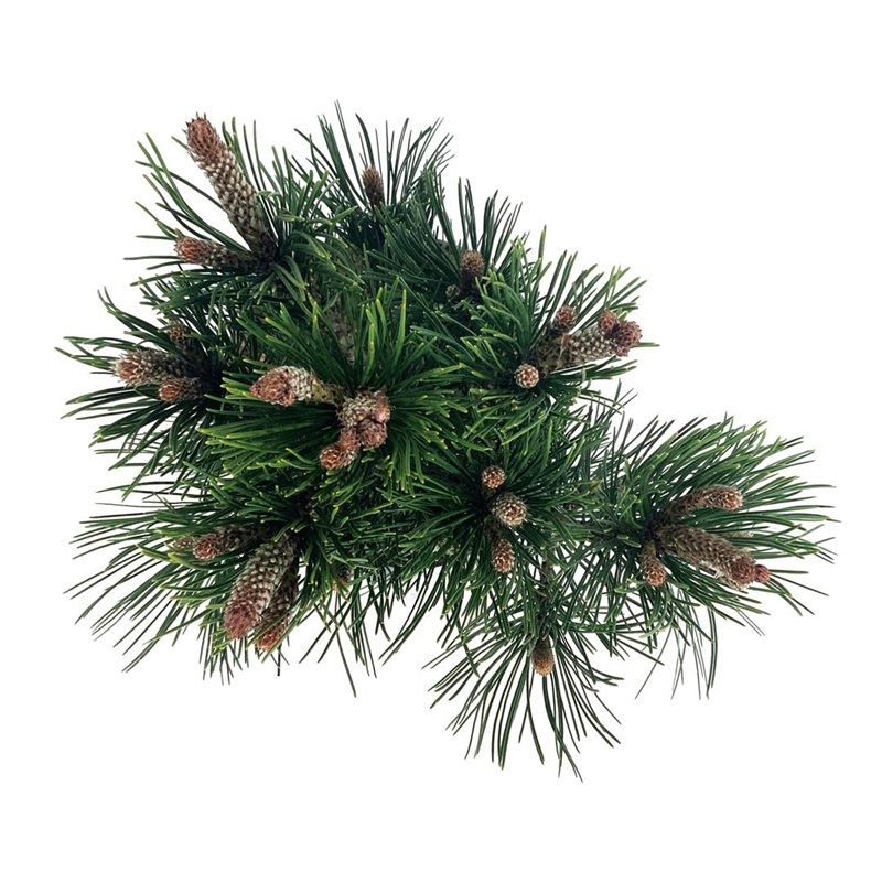 Picture of Pinus held. 'Compact Gem'