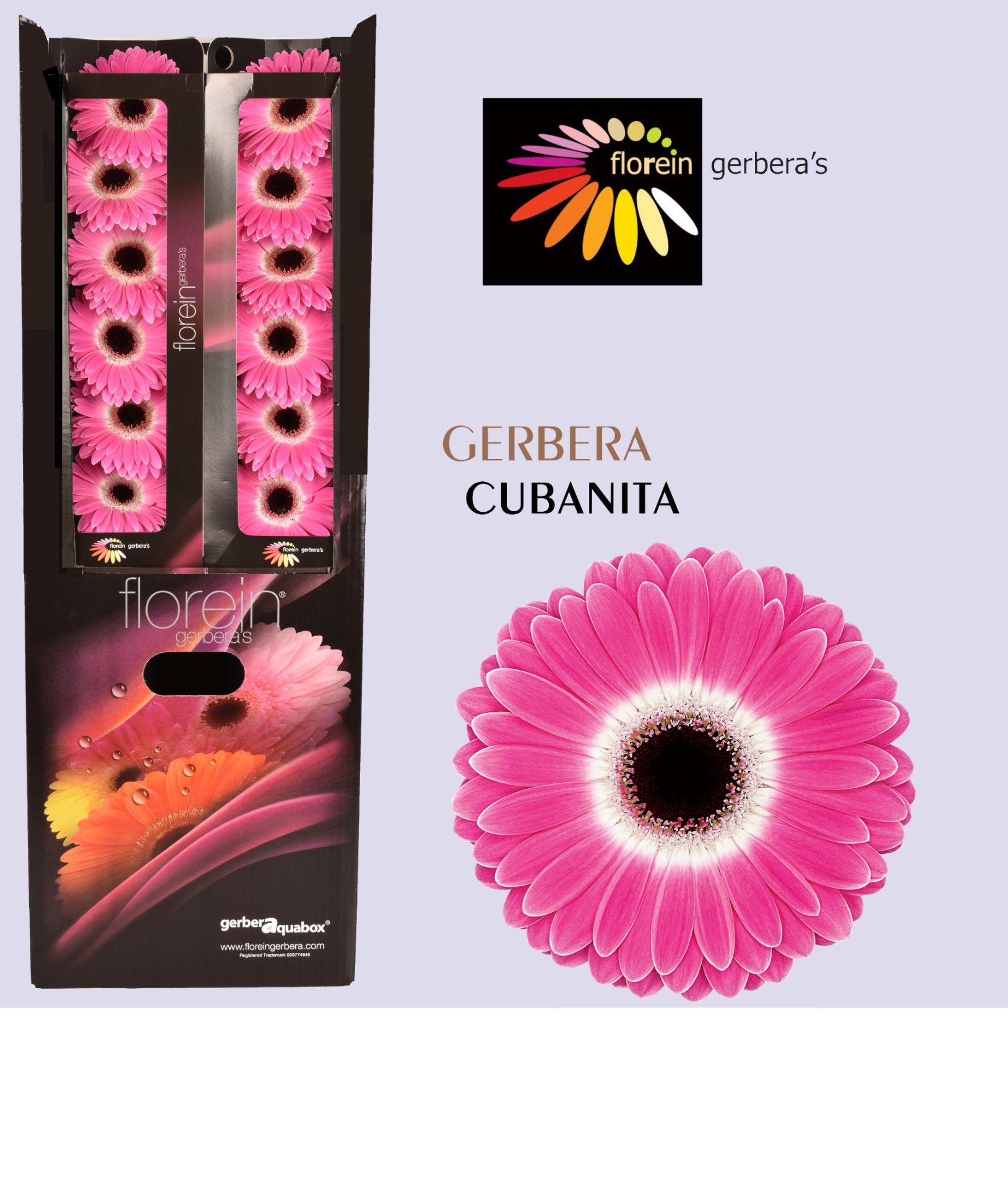 Ge Gr Cubanita