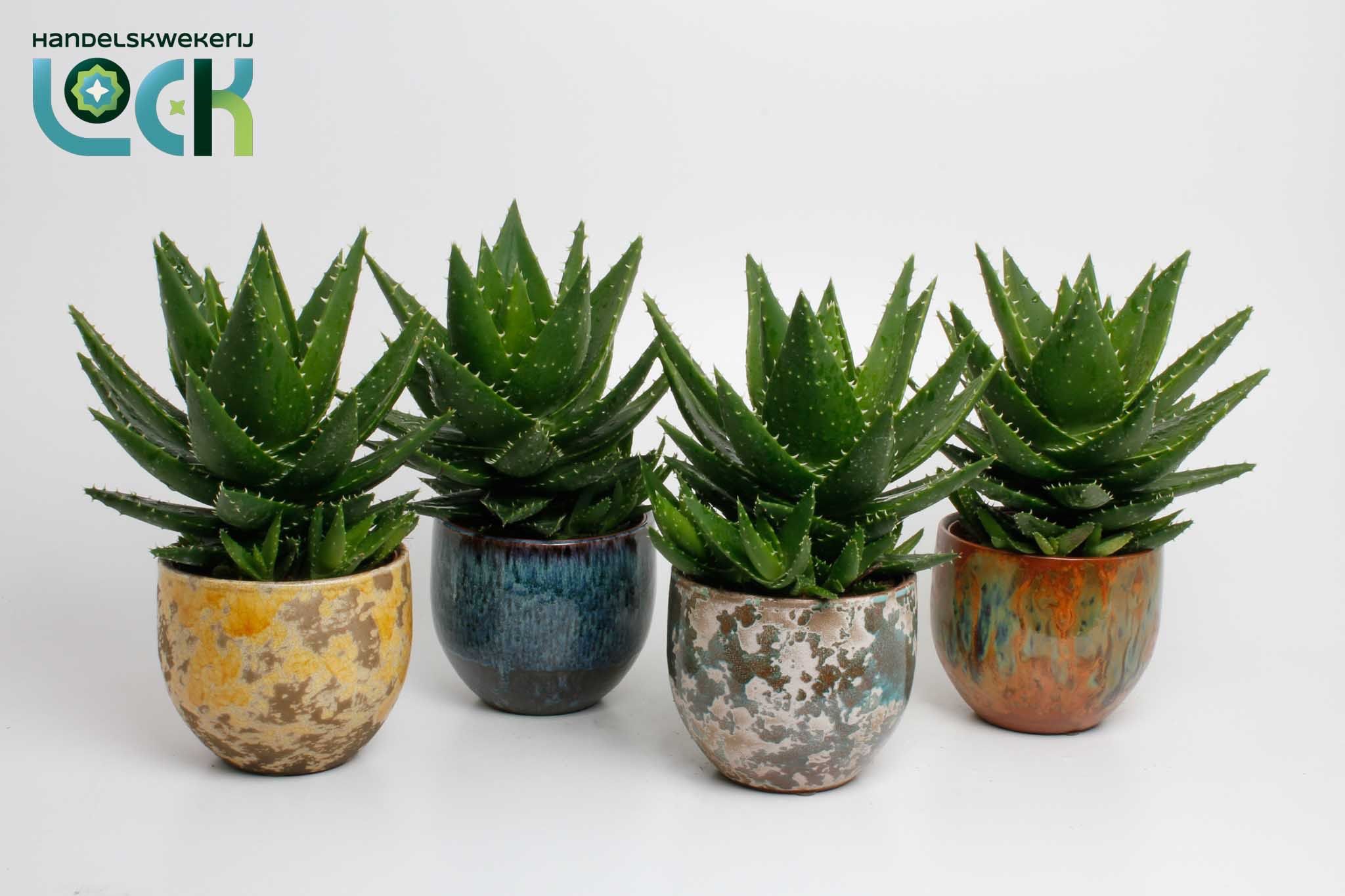 Aloe Overig 12Ø 20cm
